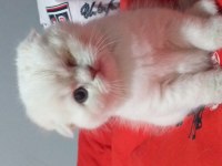 Saf Kan British Longhair Bebekler Rezerve