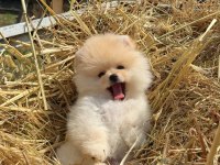 GÜLEN YÜZ AYI SURAT POMERANİAN BOO