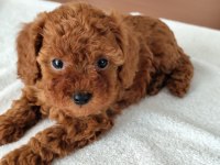 2 Dişi ve 1 Erkek Poodle Yavrular
