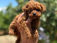 Safkan Teacup Kore Poodle Tuvalet Eğitimli