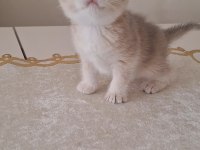 Golden british shorthair bebekler