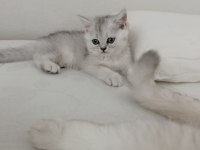 Yeni Yuvasına Gitmeye Hazır Bir Küçük Prens Kedimiz