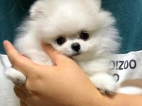 POMERANİAN BOO YAVRULARI