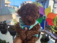 Korekan POODLE mükemmel güzellikte
