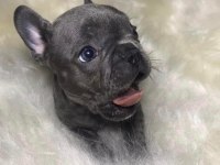ŞİRİNLİK ABİDESİ FRENCH BULLDOG BEBEKLER