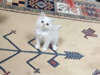 İran cinsi dişi yavru