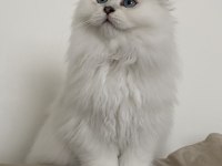 70 günlük biblo gibi yavru scottish fold