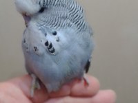 SHOW ERKEK MUHABBET KUŞU BEBEK