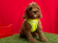 Dizayn Irk Mini Sevimli Maltipoo Yavrular 