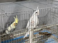 KUŞ DÜNYASI İÇİN İLETİŞİM WHATSAPP ÜZERİNDEN