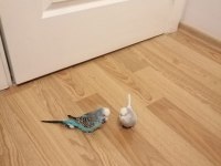 MUHABBET KUŞLAR ASKERE GİDECEĞİM İÇİN SATILIKTIR