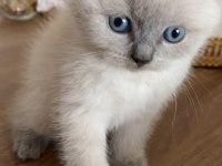 Blue point safkan british shorthair yavrular