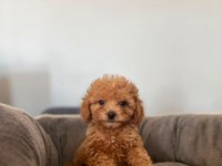 Sevimli Toy Poodle Yavrular