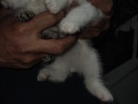 Scottish fold yavru kediler