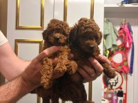 Sevimli Irk Poodle