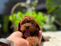 LİTTLEPAWS FARKI İLE KOREAN REDBROWN POODLE