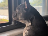 Çiftleşmek için erkek french bulldog aday arıyoruz