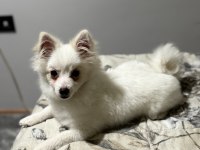 Pomeranian uygun 2.5 aylık