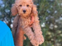 Orijinal Maltipoo Yavrular Randevu Alarak Bakabilirsiniz