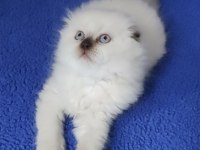ÇOKOLETTE POİNT DİŞİ YAVRUMUZ YENİ SAHİBİNİ ARIYOR