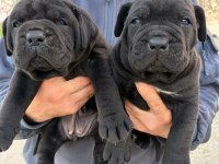 Irk Garantili Cane Corso Yavrular – Özel Bakımlı