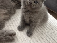 Dişi scottish fold kedisi