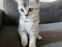 Safkan mini scottish fold ve british yavrular