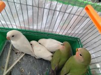 Cennet Ve Sevda Yavrular Ele Kola Alıştırmalık