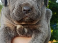CANE CORSO YAVRULARI MÜKEMMEL ARAYANLARA