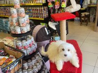 Maltese terrier 3 aylık