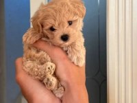 Korean maltipoo bebekler 2 kg