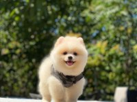 Dost Canlısı Pomeranian Boo Yavrularımız