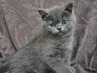 2 Aylık british shorthair bebekler