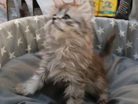 Yavru british longhair