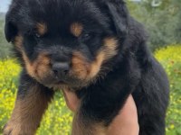 A kalite uygun rottweiler yavrularımız