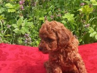 A Sınıf Cazip Fiyata Toy Poodle