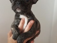 FRANSİZ BULLDOG YAVRULAR İZMİR