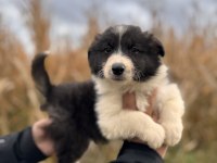 En Zeki ırk Border Collie bebekler