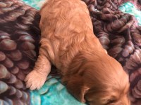 Orjinal poodle yavrular