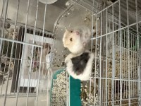 Hamster (Ataşehir)