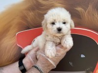 IRK GARANTİLİ MALTİPOO YAVRULARIMIZ