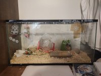 Hamster ücretsiz sahiplendirme