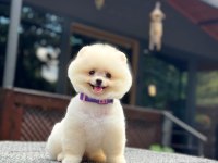 Sevimli pomeranian safkan köpekler