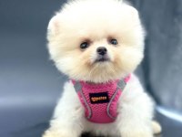 Safkan Pomeranian Boo Yavrularımız