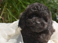 SİYAH İNCİ TOY POODLE BEBEKLER
