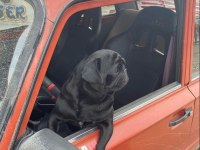 Yavru pug yavrularımız