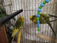 2 muhabbet kuşu ve 2 sultan papağanı