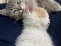 British shorthair kızıma yeni yuva arıyorum