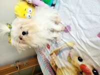 Kif şecere anne ve baba yavrusu çanta boy maltese
