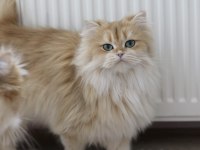 Golden British Longhair Orjinal